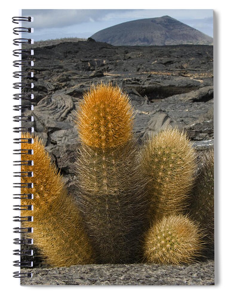 Mp Spiral Notebook featuring the photograph Lava Cactus Brachycereus Nesioticus by Pete Oxford