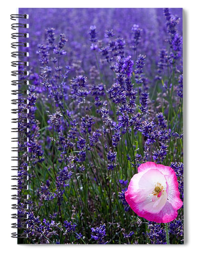  Abundance Spiral Notebook featuring the photograph Lavender field with poppy by Simon Bratt