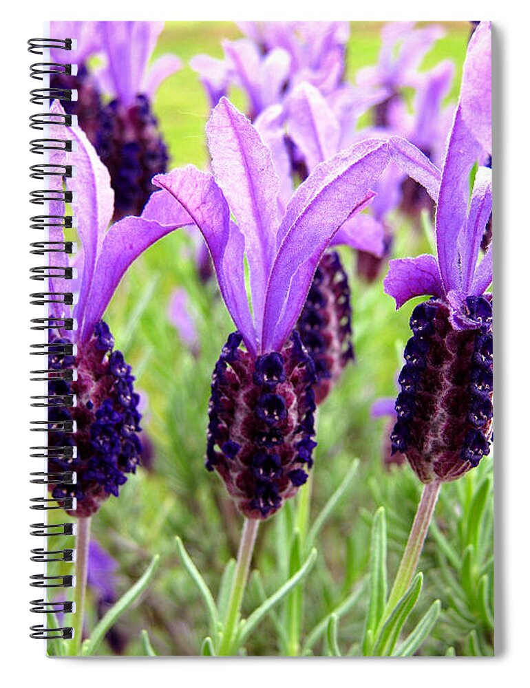Beautiful Spiral Notebook featuring the photograph Lavenders by Les Cunliffe