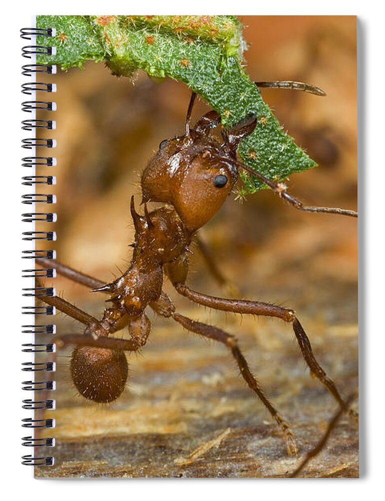 00298501 Spiral Notebook featuring the photograph Leafcutter Ant Major Worker Guyana by Piotr Naskrecki