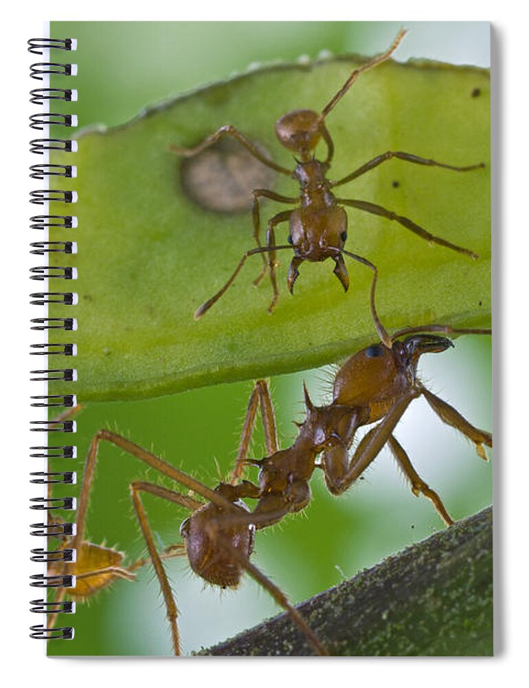 00476944 Spiral Notebook featuring the photograph Leafcutter Ants Costa Rica by Piotr Naskrecki