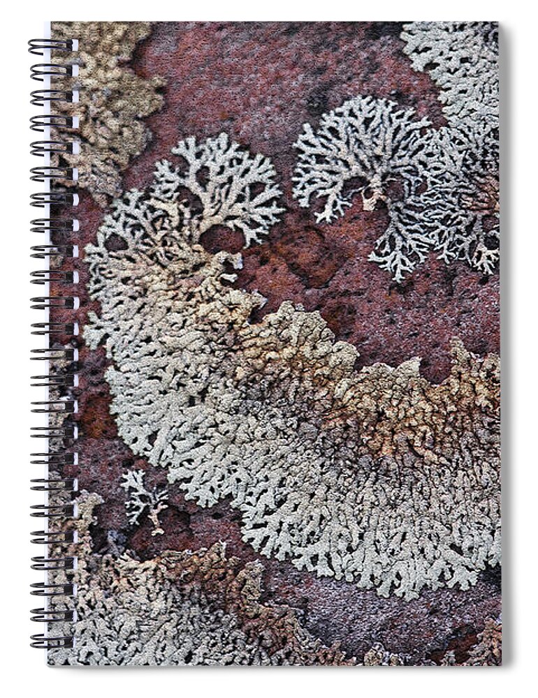 Lichen Spiral Notebook featuring the photograph Lichen Pattern Series - 56 by Heiko Koehrer-Wagner