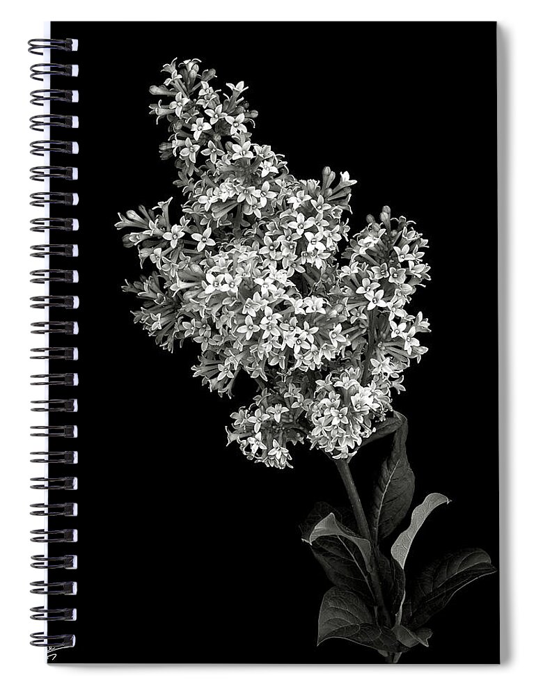Flower Spiral Notebook featuring the photograph Lilac in Black and White by Endre Balogh