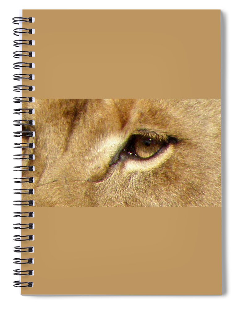 Lion Spiral Notebook featuring the photograph Lioness Eyes by Kim Galluzzo