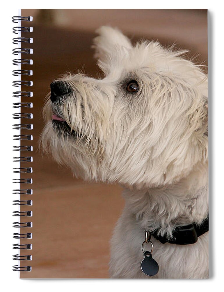 Dog Spiral Notebook featuring the photograph Little Dog Listening by Diana Haronis