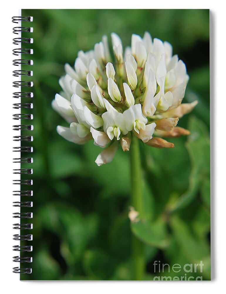 Yhun Suarez Spiral Notebook featuring the photograph Little White Flower by Yhun Suarez