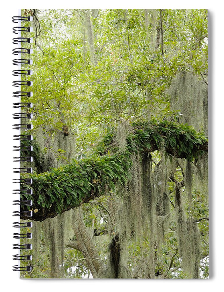 Spanish Moss Spiral Notebook featuring the photograph Live Oak with ferns and Spanish moss by Bradford Martin