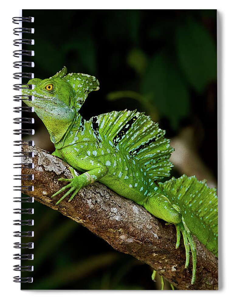 Costa Rica Spiral Notebook featuring the photograph Lizard on a Stick by Sue Karski
