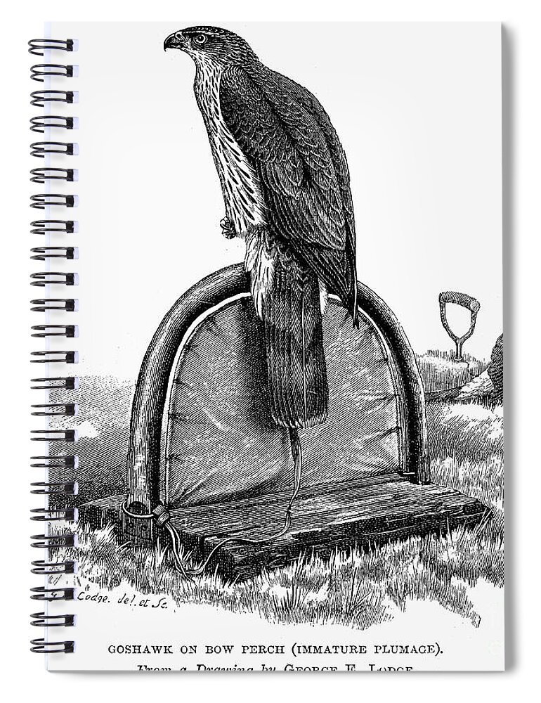 19th Century Spiral Notebook featuring the photograph Lodge: Goshawk On A Perch by Granger