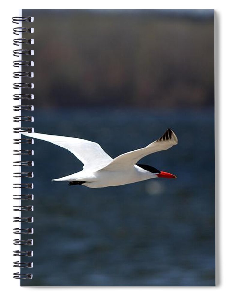 Bird Spiral Notebook featuring the photograph Long Haul Flight by Ramabhadran Thirupattur