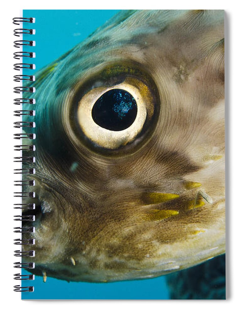 Mp Spiral Notebook featuring the photograph Long-spine Porcupinefish Diodon by Pete Oxford