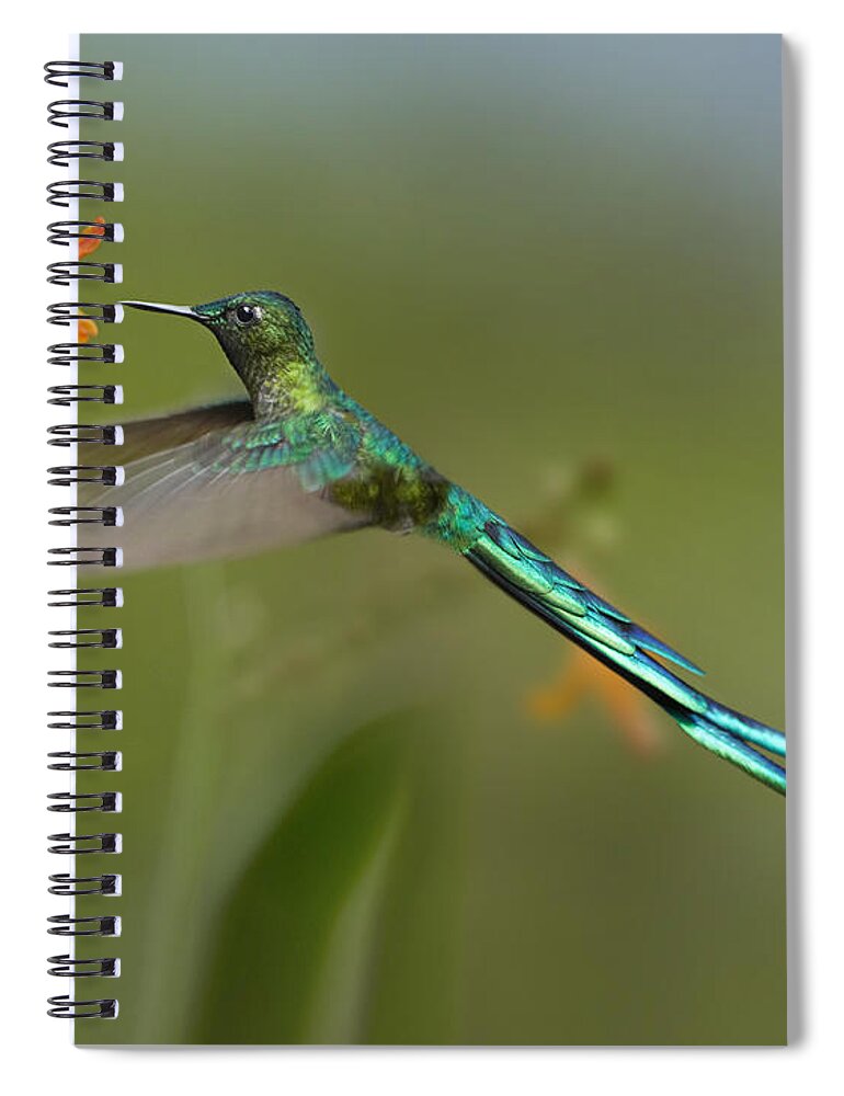 00486961 Spiral Notebook featuring the photograph Long Tailed Sylph Feeding On Flower by Tim Fitzharris