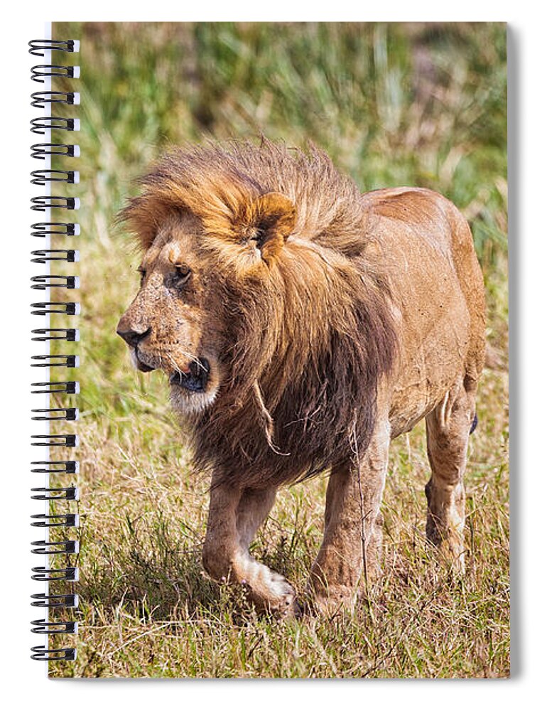 Lion Spiral Notebook featuring the photograph Looking for a Partner by Perla Copernik