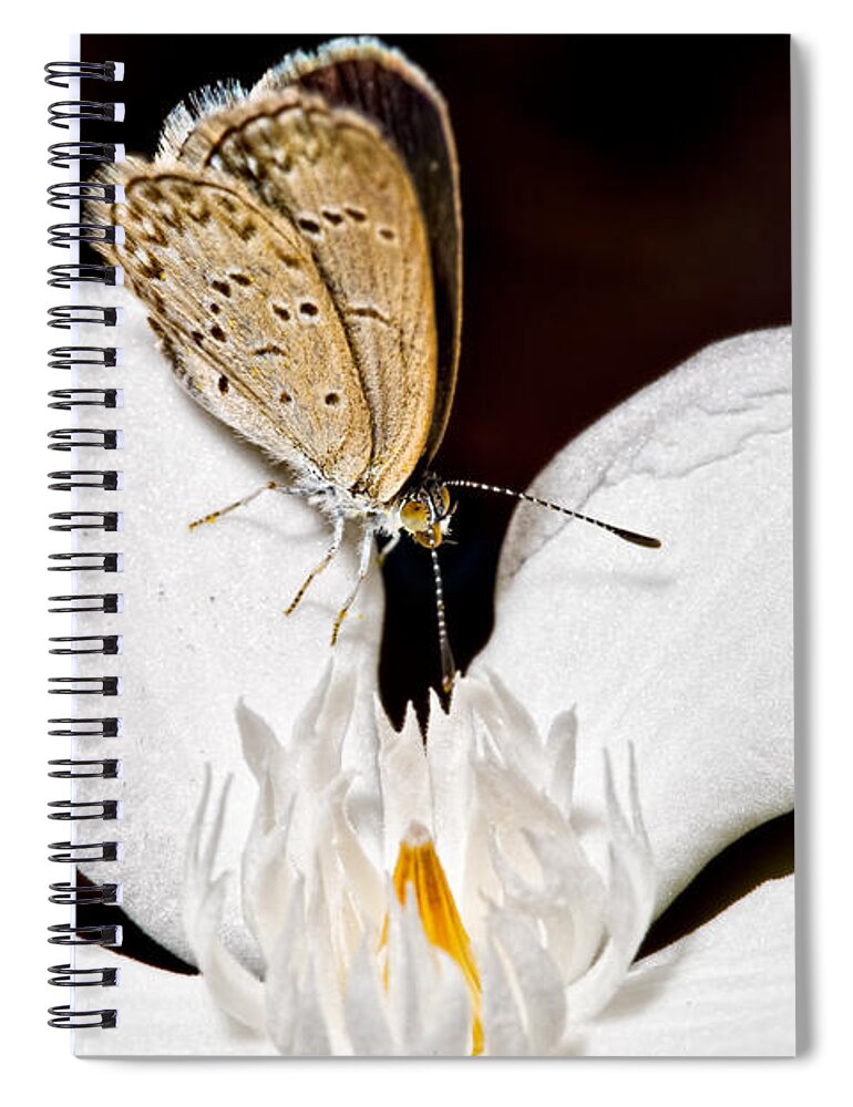 Butterfly Spiral Notebook featuring the photograph Looking for a Snack by Christopher Holmes