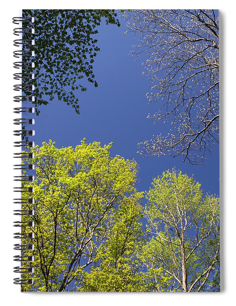 Tree Spiral Notebook featuring the photograph Looking Up In Spring by Daniel Reed