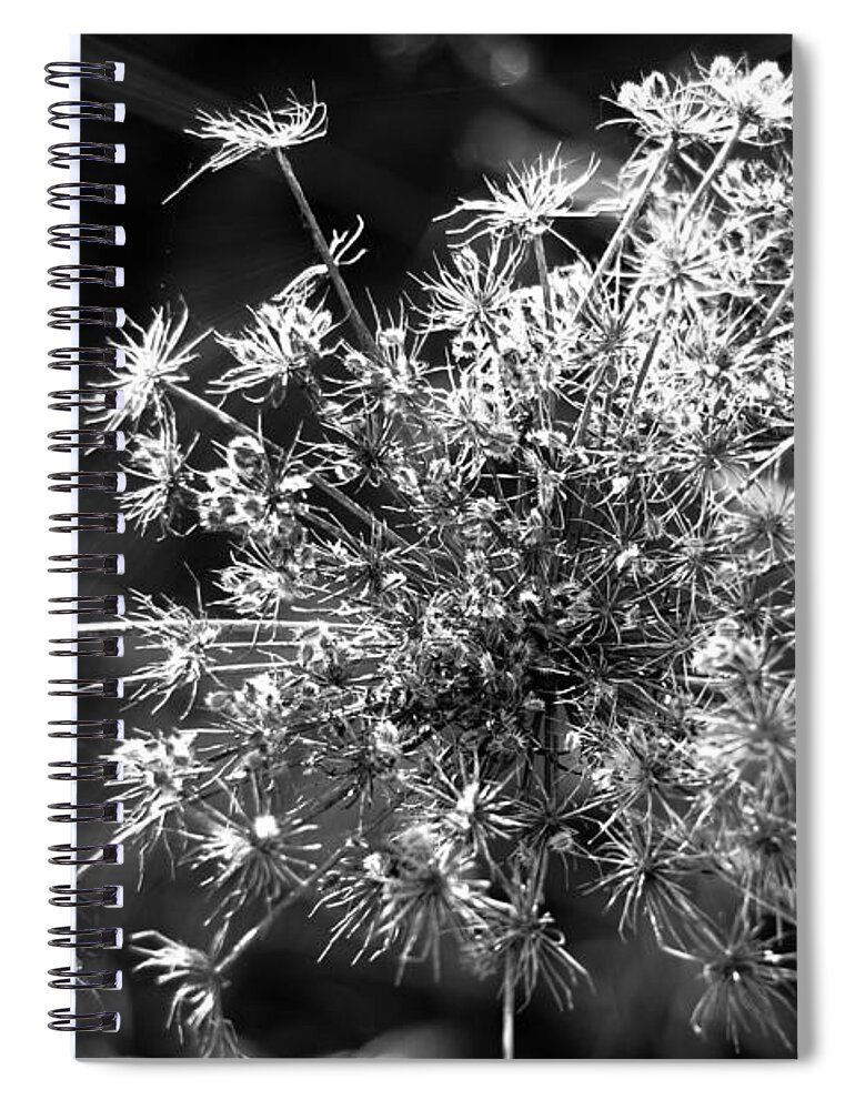 Anethum Graveolens Spiral Notebook featuring the photograph Lost In Space by Dariusz Gudowicz