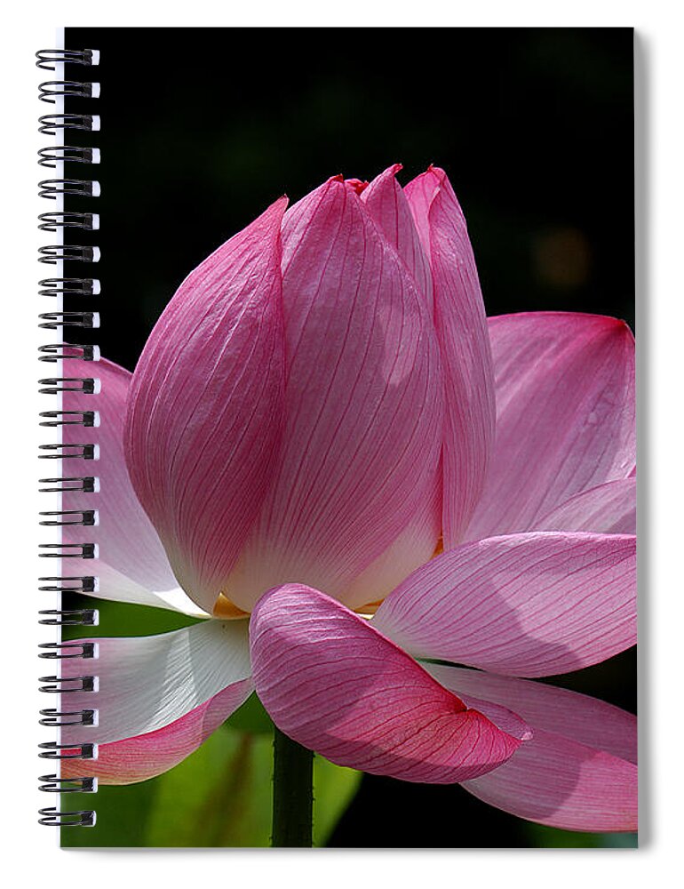 Nature Spiral Notebook featuring the photograph Lotus Beauty--Beauty in Disarray DL027 by Gerry Gantt