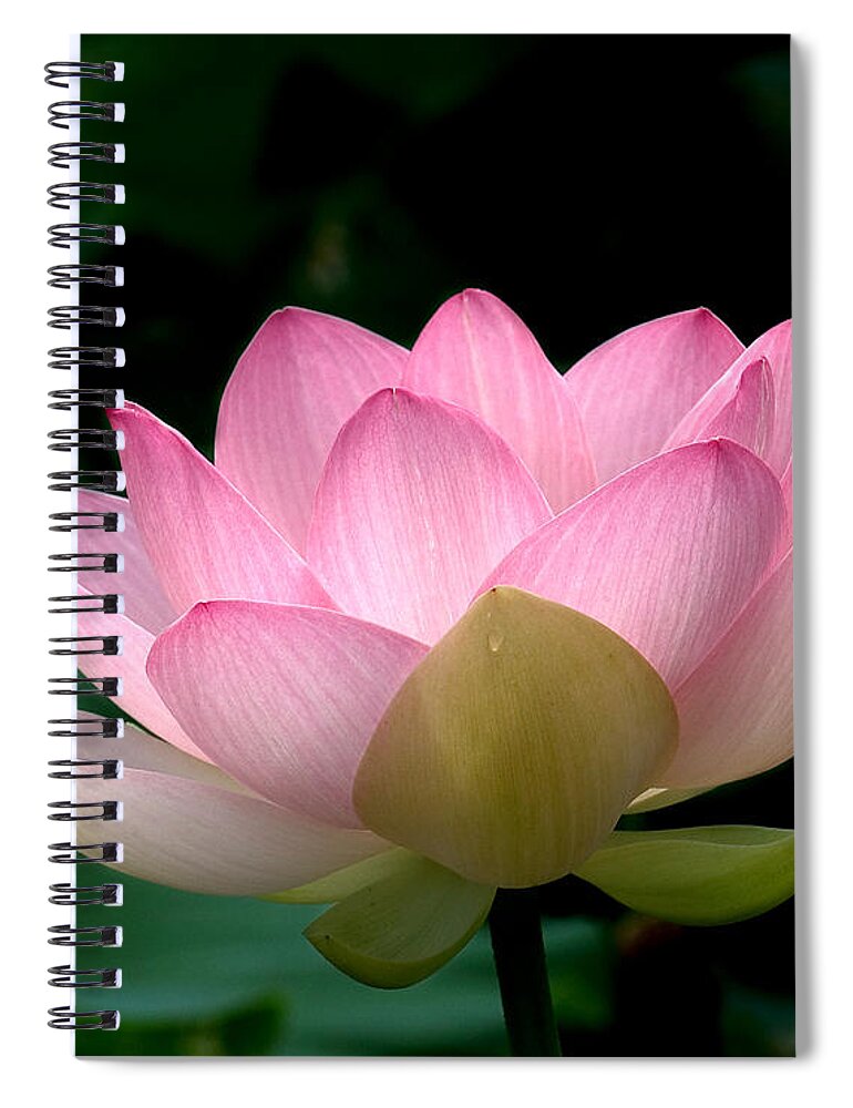 Nature Spiral Notebook featuring the photograph Lotus Beauty--Blushing DL003 by Gerry Gantt