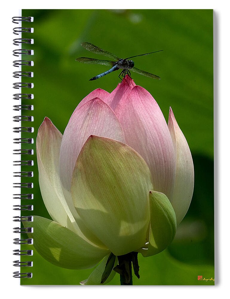 Nature Spiral Notebook featuring the photograph Lotus Bud and Blue Dasher Dragonfly--Supporting Role DL019 by Gerry Gantt