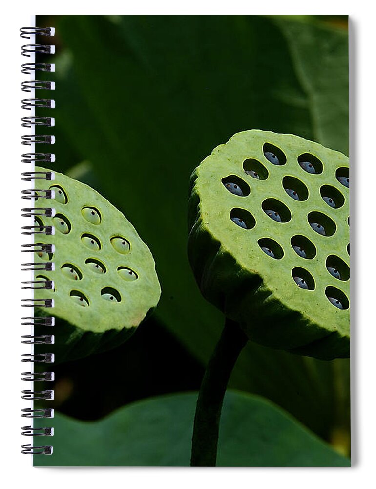 Nature Spiral Notebook featuring the photograph Lotus Capsules-Sun Worshipers DL052 by Gerry Gantt
