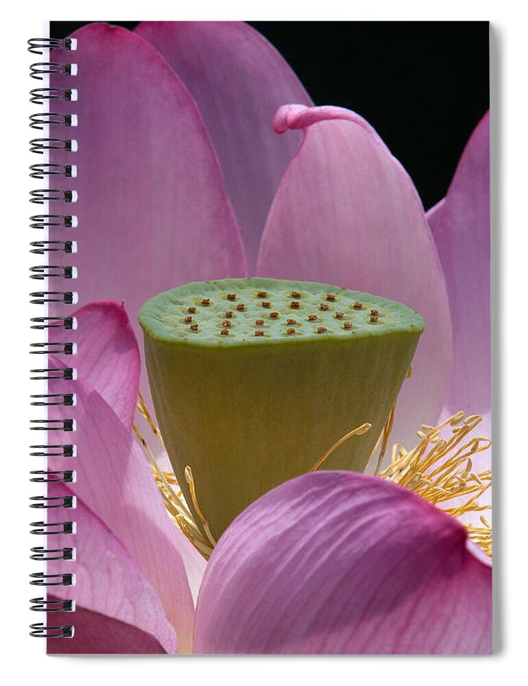 Nature Spiral Notebook featuring the photograph Lotus--Center of Being iv DL071 by Gerry Gantt