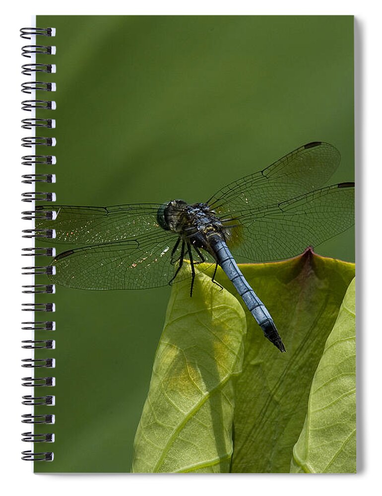 Nature Spiral Notebook featuring the photograph Lotus Leaf and Blue Dasher Dragonfly DL058 by Gerry Gantt