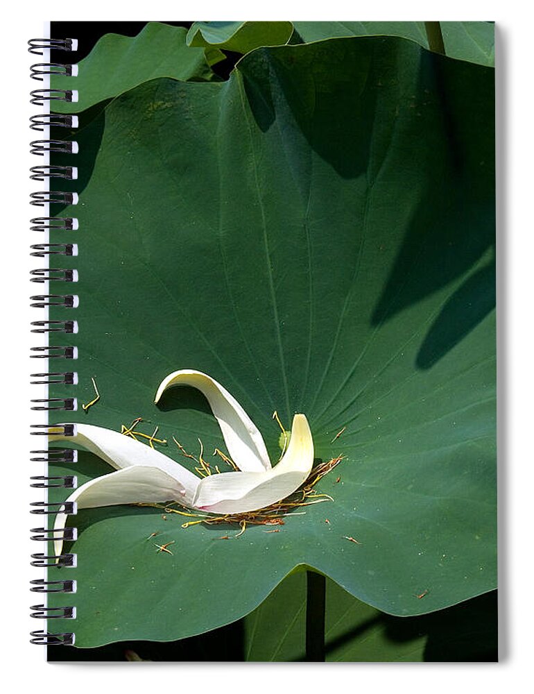Nature Spiral Notebook featuring the photograph Lotus Leaf--Castoff iii DL060 by Gerry Gantt