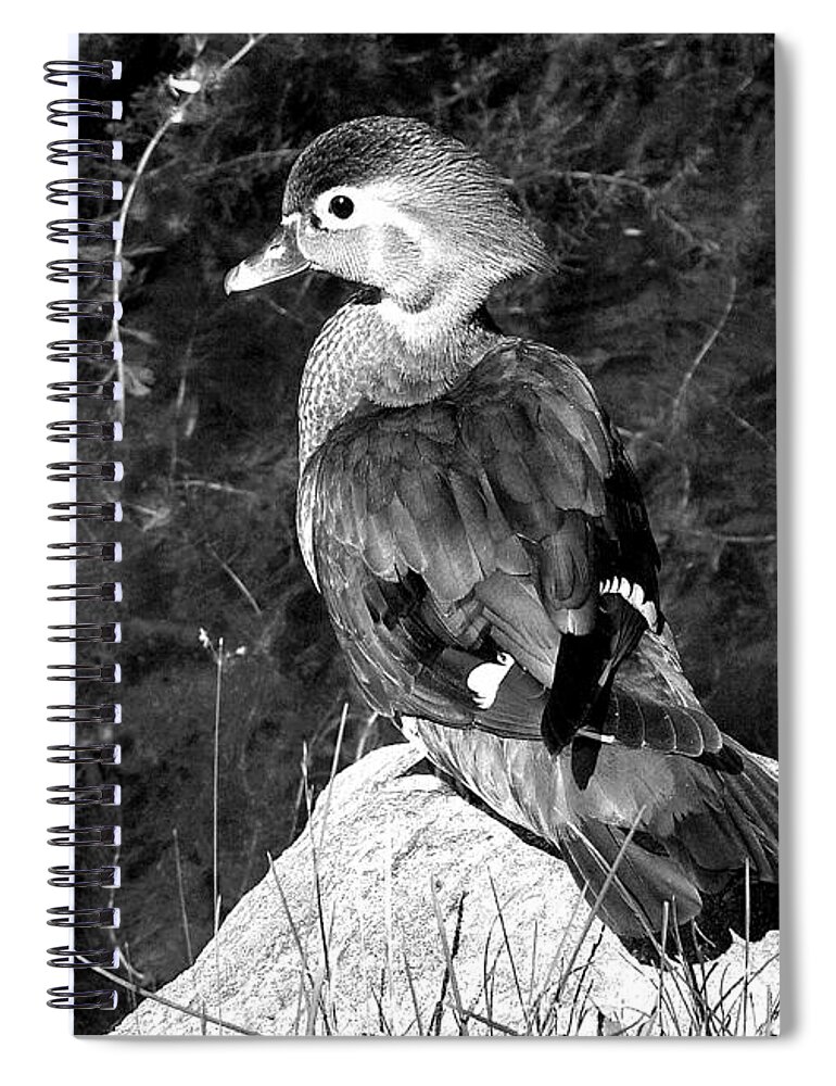 Bird Spiral Notebook featuring the photograph Lovely To Look At In Black And White                                 by Burney Lieberman
