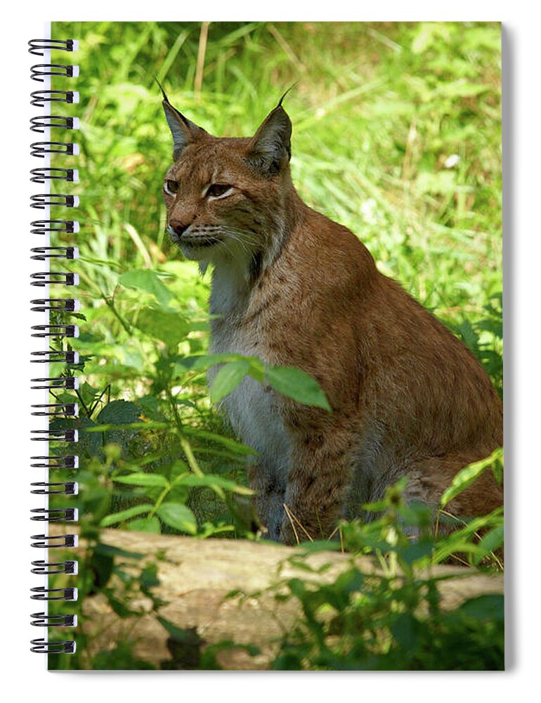 Jouko Lehto Spiral Notebook featuring the photograph Lynx by Jouko Lehto