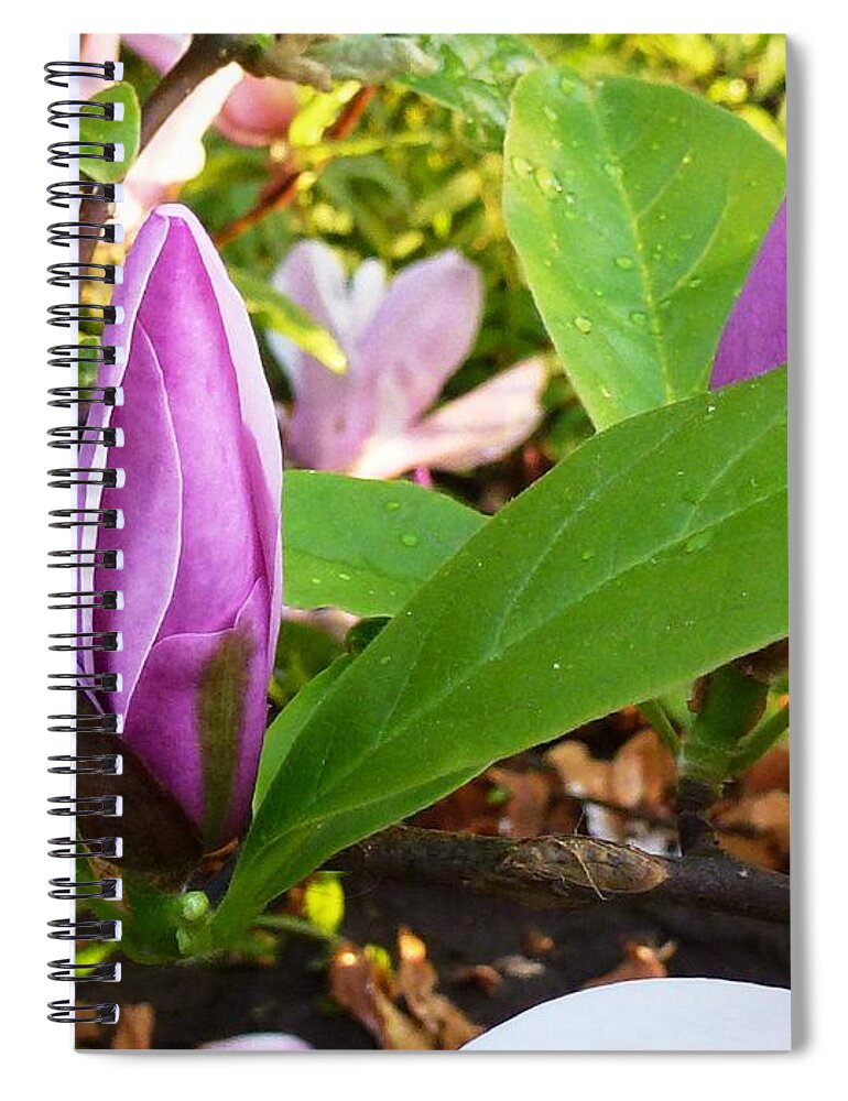 Magnolia Spiral Notebook featuring the photograph Magnolia by Amalia Suruceanu