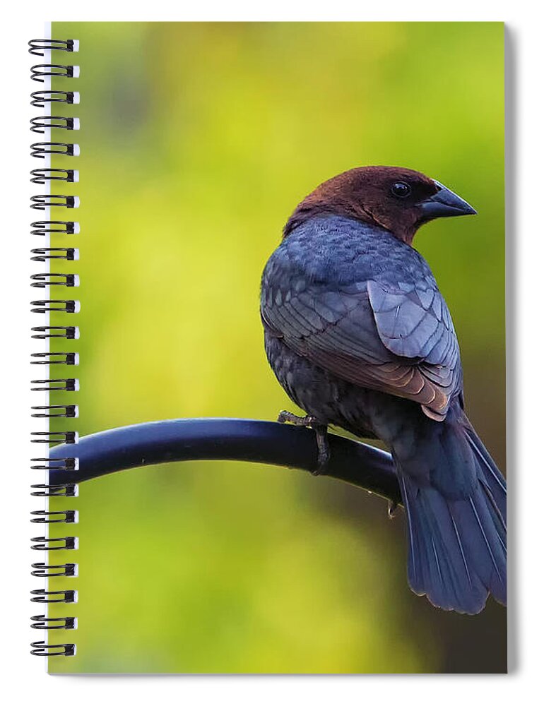 Bird Spiral Notebook featuring the photograph Male Cowbird - Back Profile by Bill and Linda Tiepelman