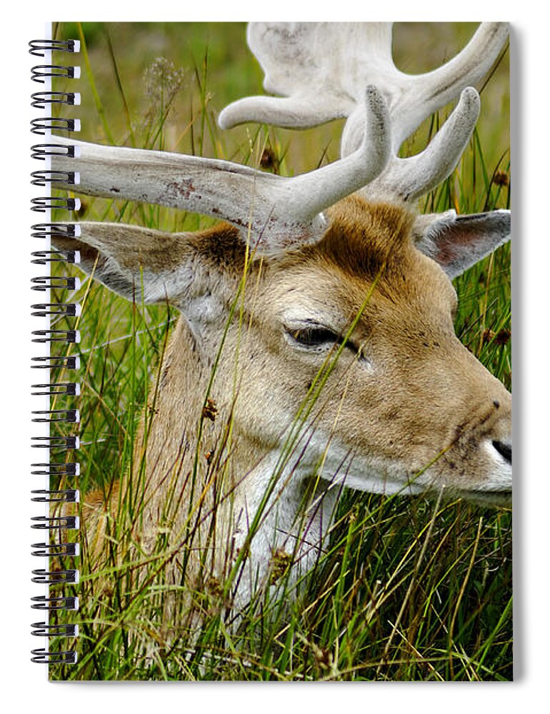 Europe Spiral Notebook featuring the photograph Male Fallow Deer Close-up by Rod Johnson