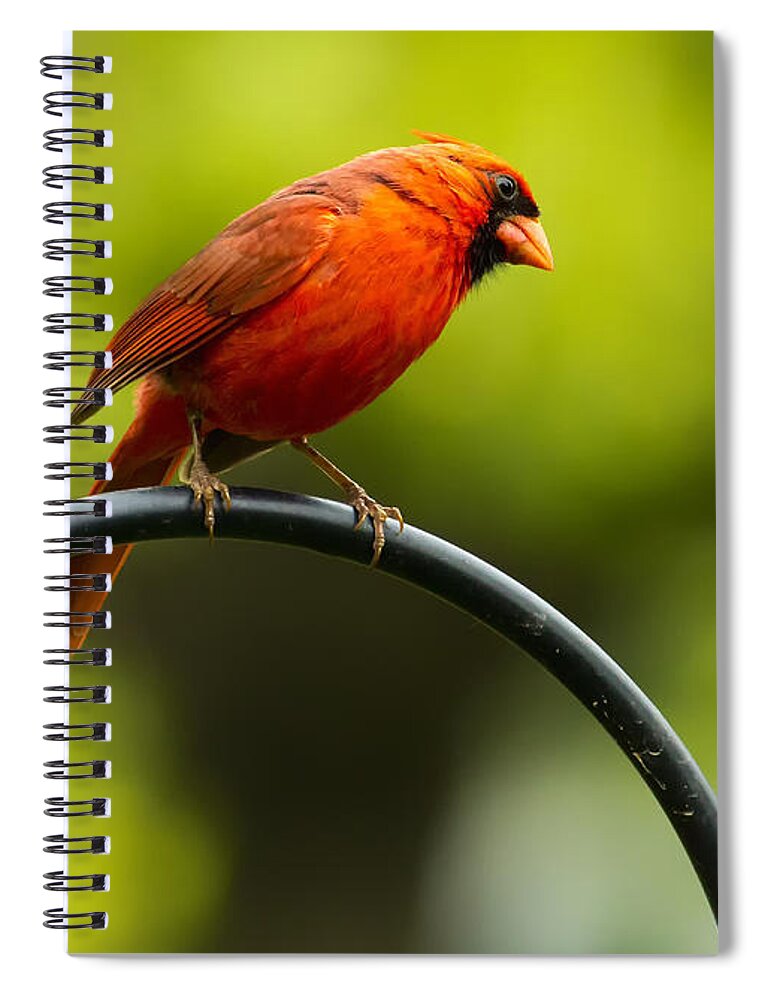 Cardinal Spiral Notebook featuring the photograph Male Northern Cardinal on Pole by Bill and Linda Tiepelman