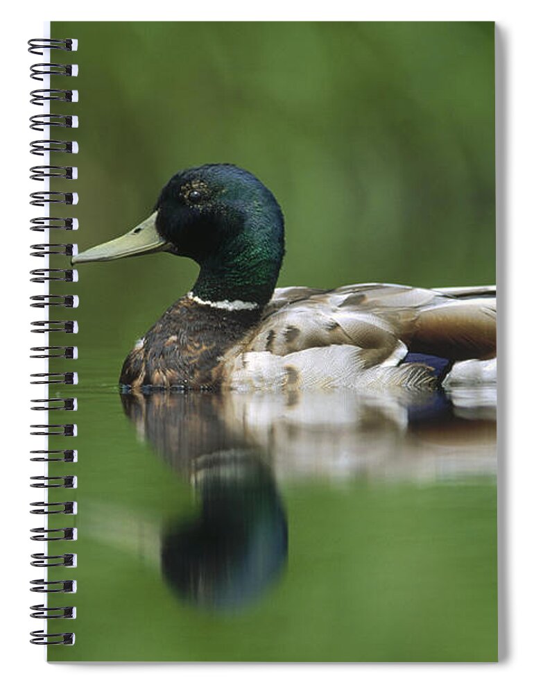 00171811 Spiral Notebook featuring the photograph Mallard Male Portrait Vancouver Island by Tim Fitzharris