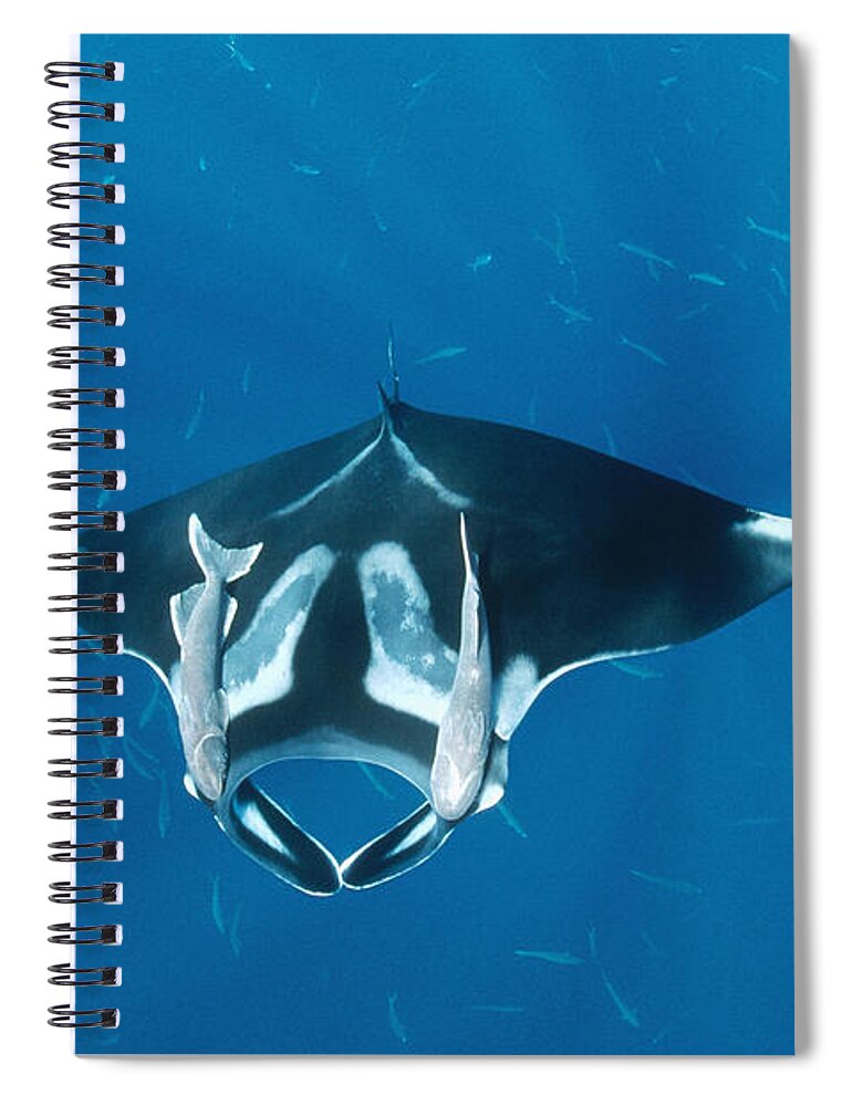 00106456 Spiral Notebook featuring the photograph Manta Ray With Remoras Over Hallcion by Flip Nicklin