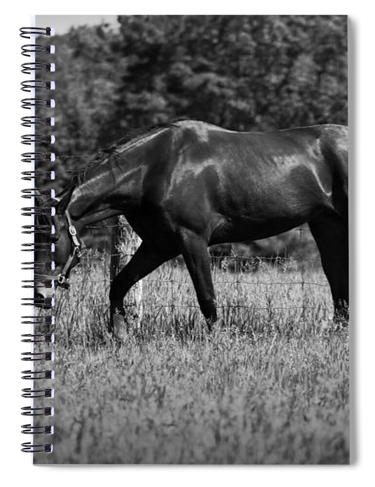 Horse Spiral Notebook featuring the photograph Mare in Field by Davandra Cribbie