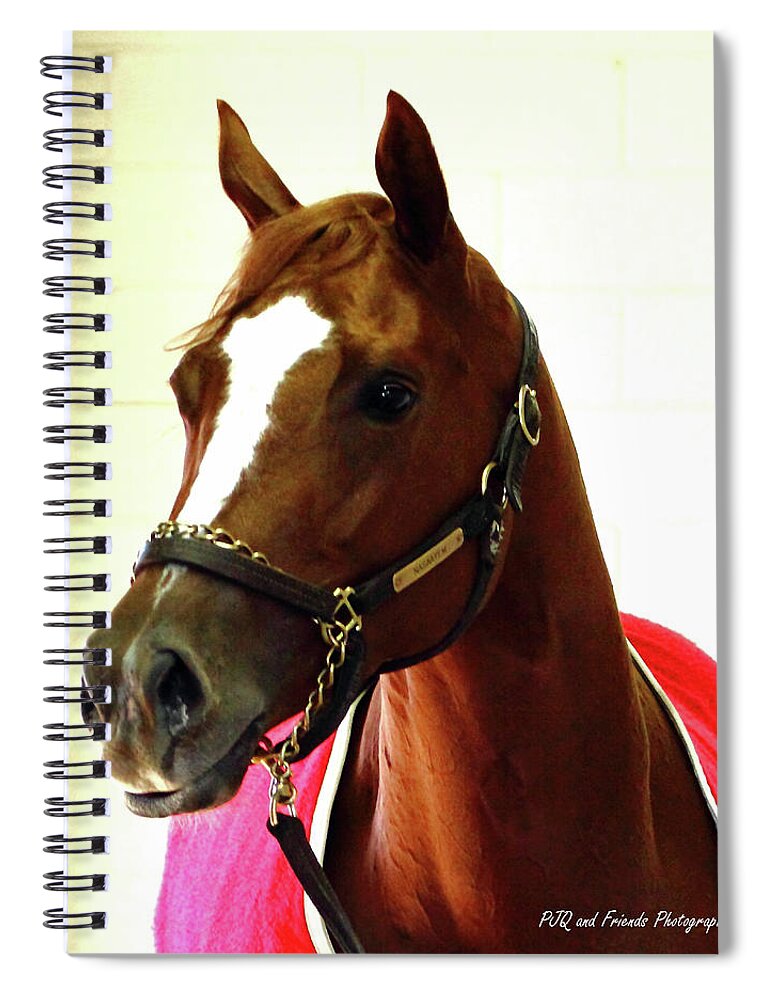 Thoroughbred Race Horse Spiral Notebook featuring the photograph 'Marigo in Red' by PJQandFriends Photography
