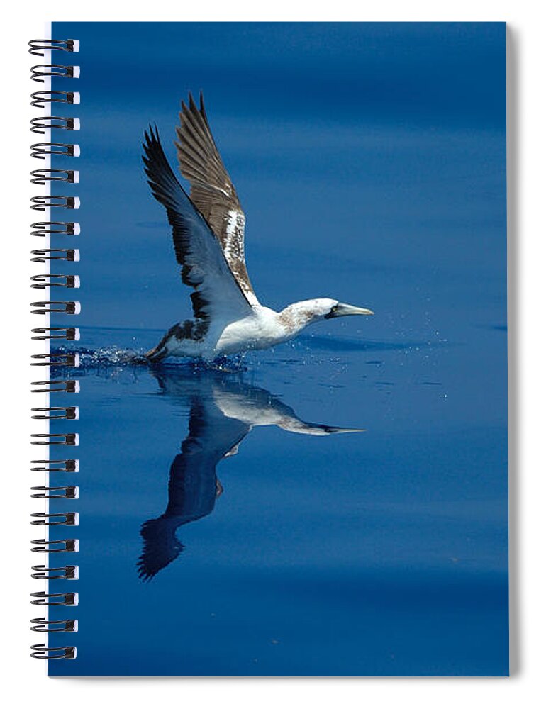 Masked Booby Spiral Notebook featuring the photograph Masked Booby by Bradford Martin