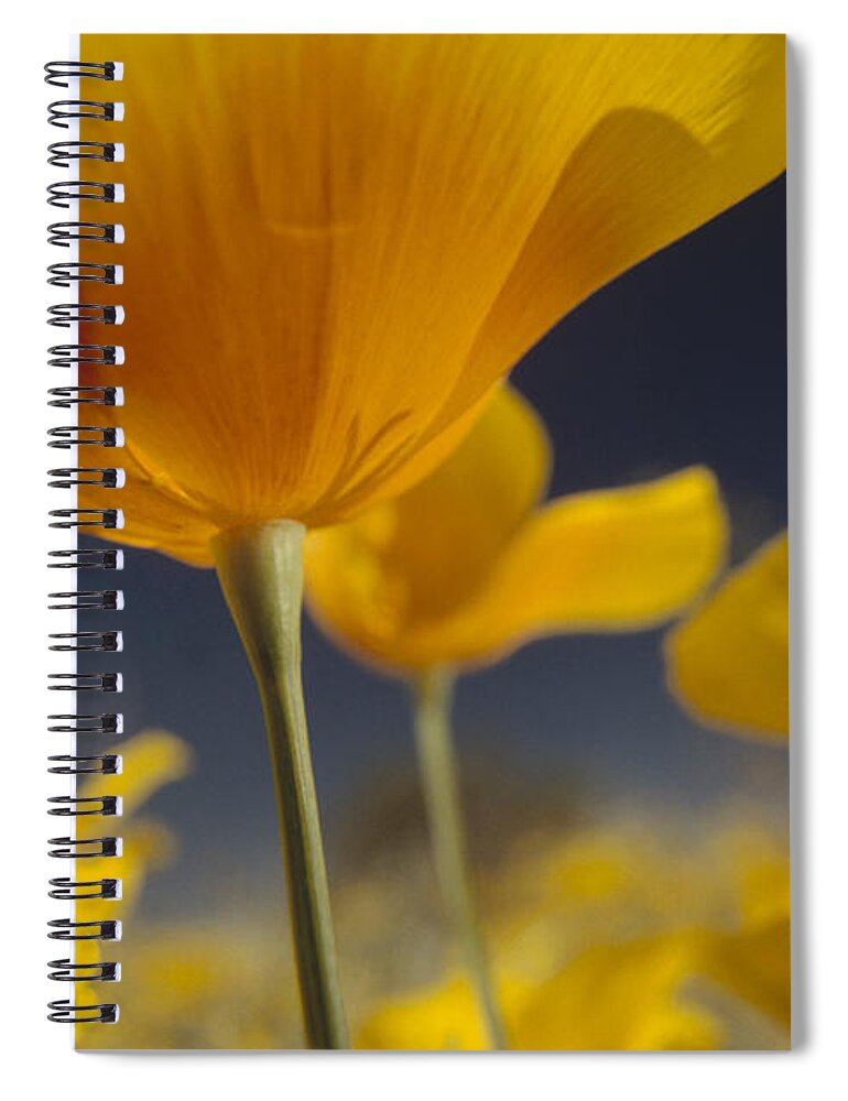 00170928 Spiral Notebook featuring the photograph Mexican Golden Poppy Detail New Mexico by Tim Fitzharris