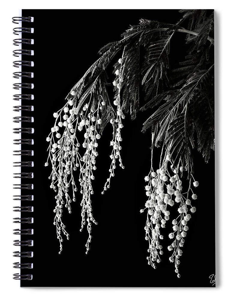 Flower Spiral Notebook featuring the photograph Mimosa by Endre Balogh