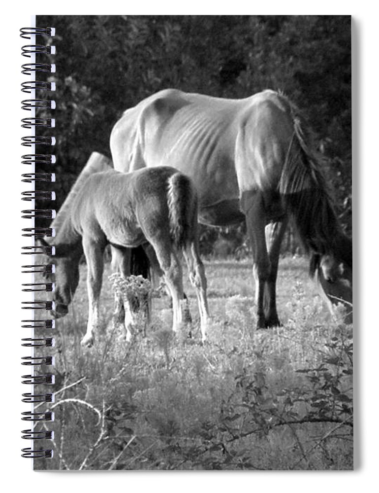 Mustangs Spiral Notebook featuring the photograph Mom and Foal grazing at sunset by Kim Galluzzo