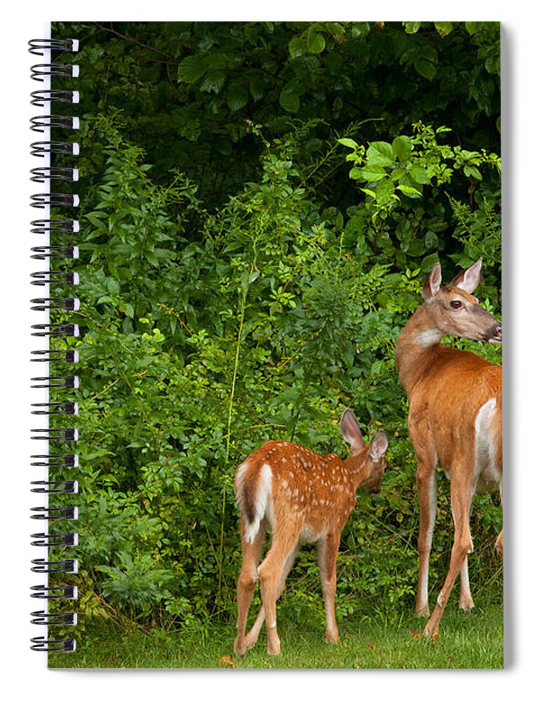 Deer Spiral Notebook featuring the photograph Mom and Two by Karol Livote