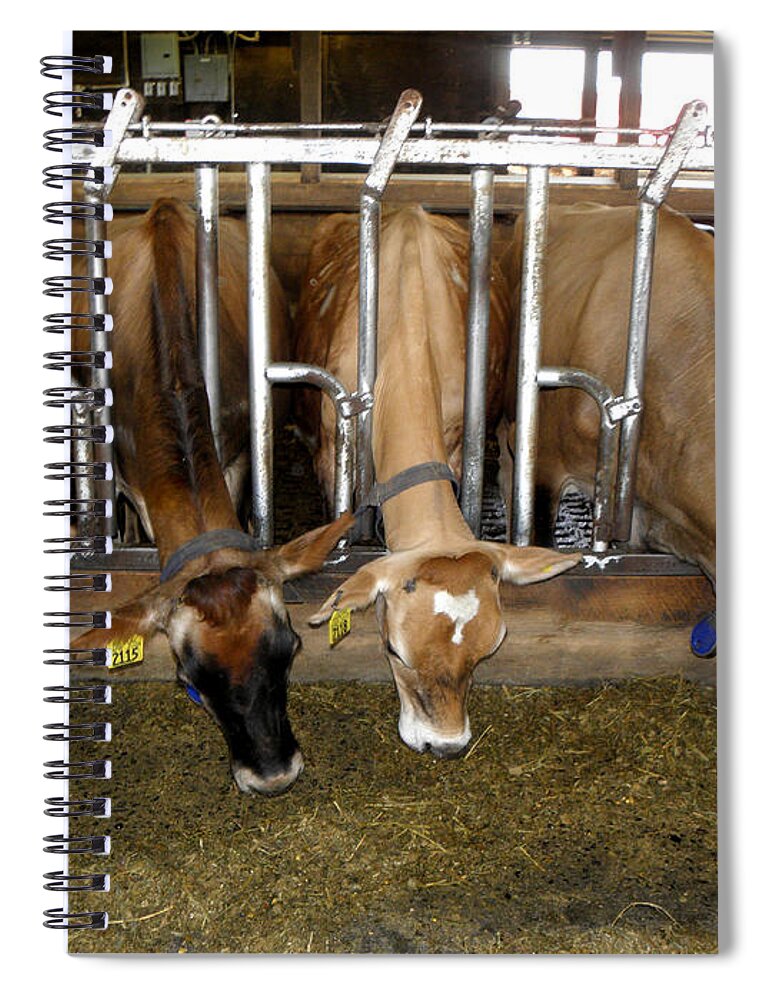 Cows Spiral Notebook featuring the photograph Momma moo moos by Kim Galluzzo