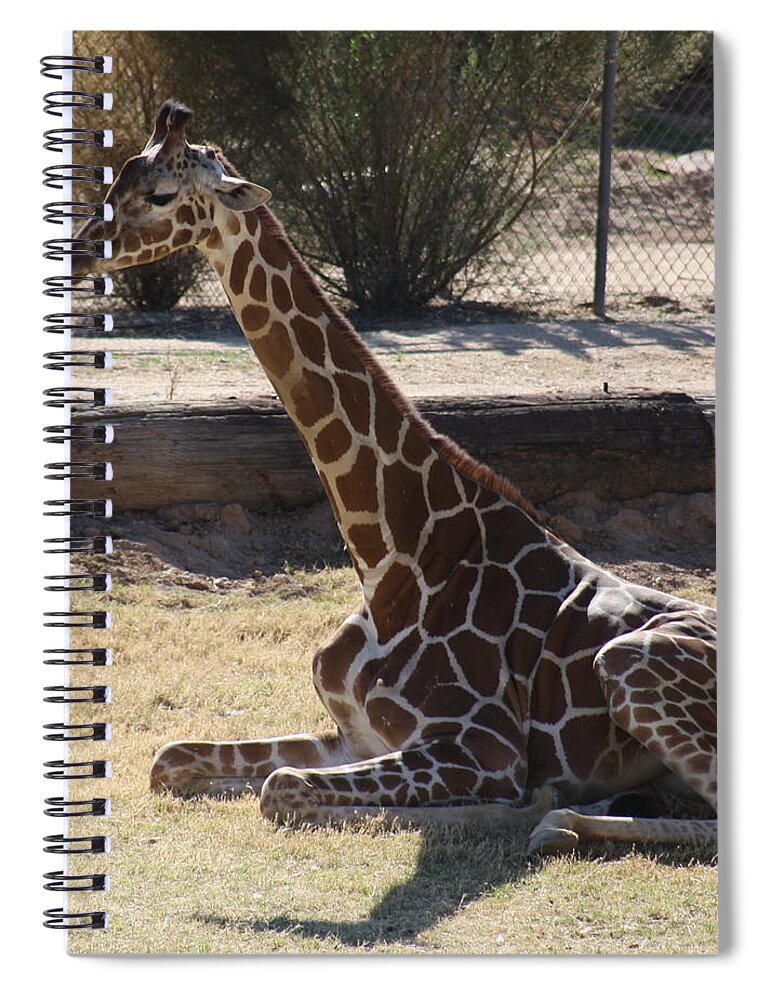 Giraffe Spiral Notebook featuring the photograph Mommy taking a break by Kim Galluzzo Wozniak
