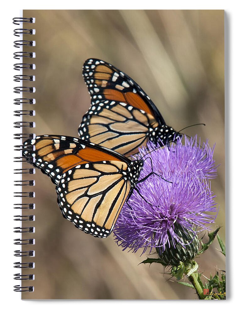 Marsh Spiral Notebook featuring the photograph Monarch Butterflies on Field Thistle DIN162 by Gerry Gantt