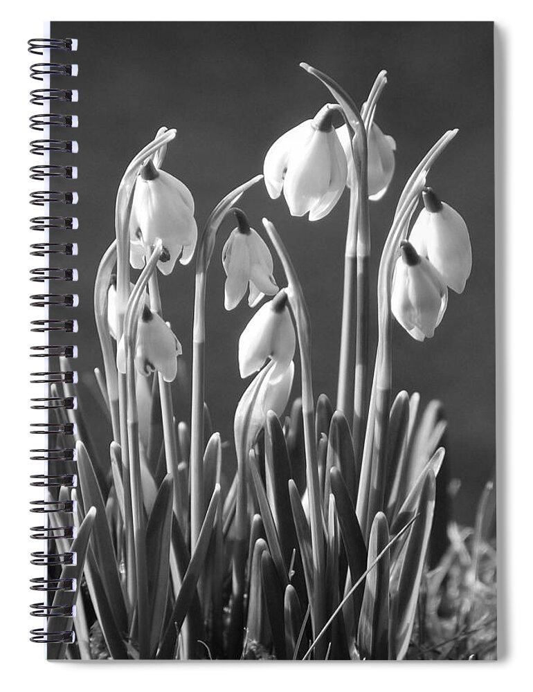 Snowdrops Spiral Notebook featuring the photograph Mono Snowdrops by Lynn Bolt