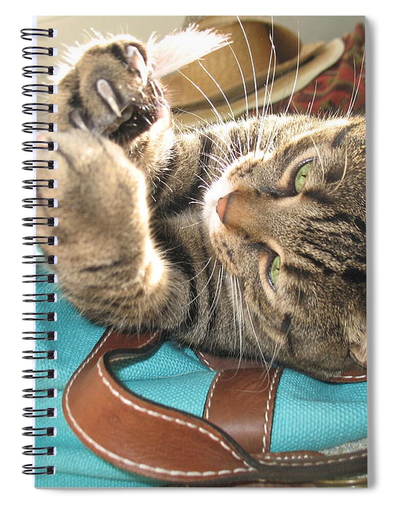 Cat Spiral Notebook featuring the photograph Monty holding paintbrush .. by Jolanta Anna Karolska