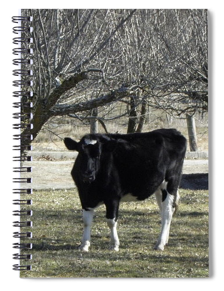 Cow Spiral Notebook featuring the photograph Moo Moo by Kim Galluzzo