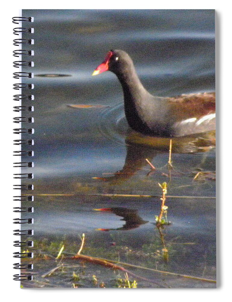 Moorehen Spiral Notebook featuring the photograph Moorehen by Kim Galluzzo
