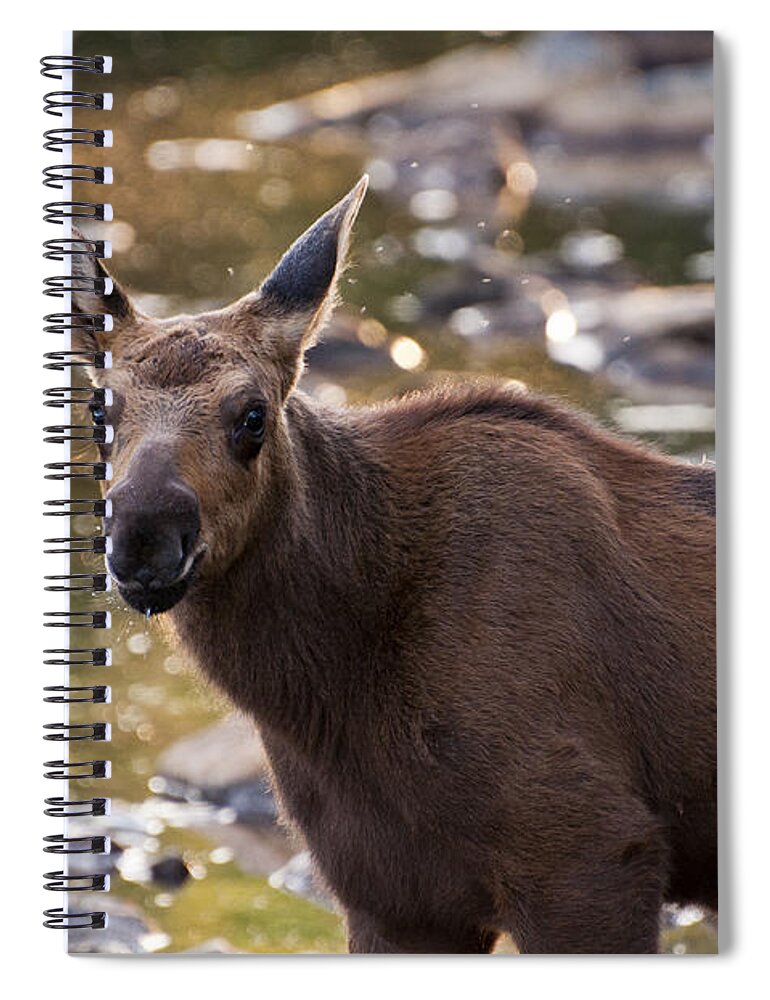 Moose Spiral Notebook featuring the photograph Moose baby by Glenn Gordon